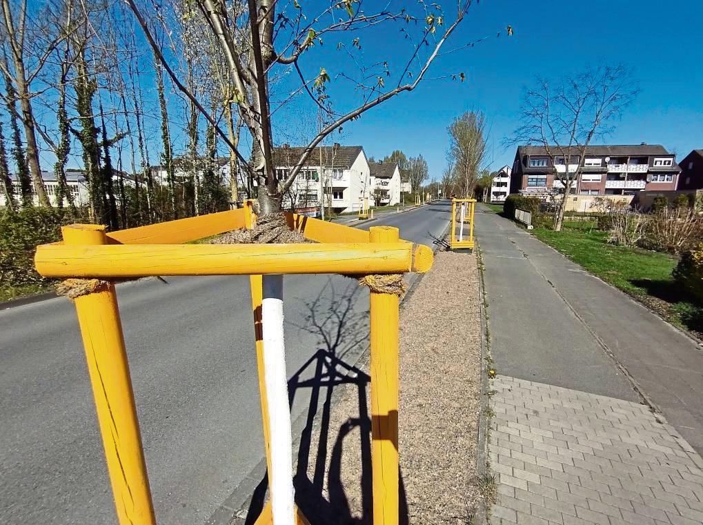 Junger Baum am Mondschein – eine von 1000 Neupflanzungen, die bei ausbleibendem Regen regelmäßig gewässert werden müssen. Foto: Niggenaber