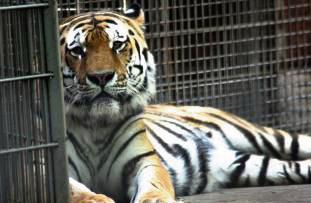 Ein Tiger hat im Tierpark Nadermann in Delbrück einer Pflegerin in den Arm gebissen. Symbolfoto: Krumat