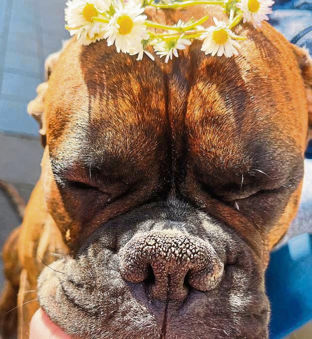 Blumengruß von Boxer Cosmo! Cara-Luisa Fischer hat ihren Rüden mit einem Blumenkranz in Szene gesetzt. Der Hund genießt dabei eine kleine Kuschel-Einheit.