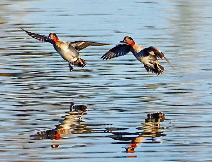 Die Krickente ist die kleinste Ente Europas. Foto: Martin Schemm