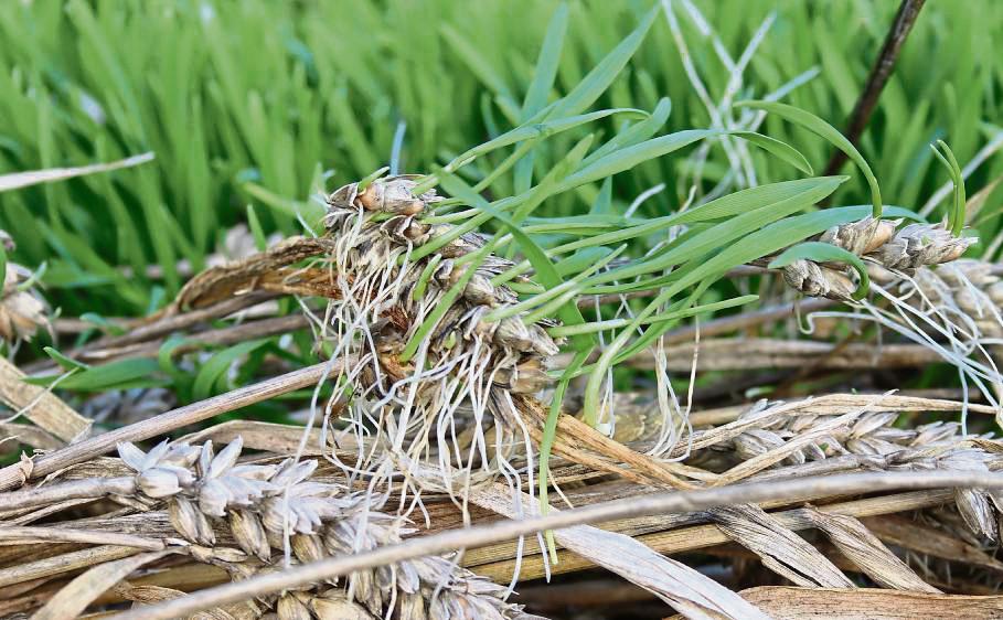 Der Regen-Sommer ließ die Körner in der Ähre keimen. Als Brotgetreide ist der Weizen so nicht mehr zu verwenden. Foto: Drees-Hagen (WLV)