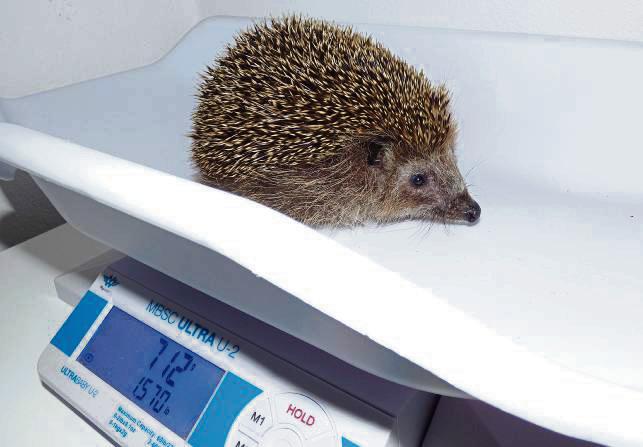 Fast geschafft: Dieser Igeljunge ist mit seinem Gewicht bereit für den Winterschlaf im Außengehege.