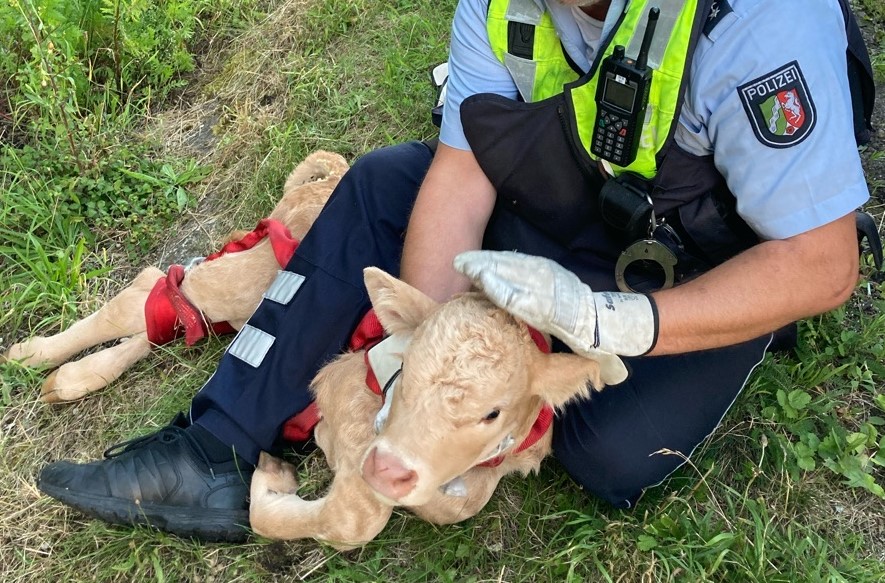 Tierischer Einsatz auf der Autobahn 44 bei Erwitte: Das Kalb war zutraulich. Foto: PP Dortmund