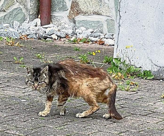 Immer mehr herrenlose Katzen streunen durch Lippstadts Straßen. Ein Problem, um das sich Ehrenamtliche kümmern.