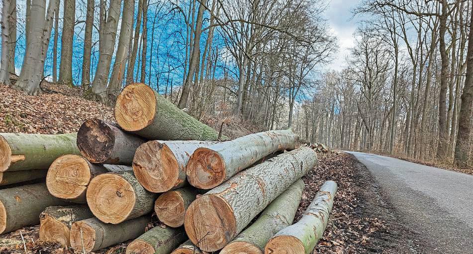 Gerne würde Forstwirt Christoph Haaben mit der Holzernte im Anröchter Wald weitermachen. Aber die aktuell nasse Witterung erschwert den Einsatz von entsprechenden Maschinen immens. Foto: Raestrup