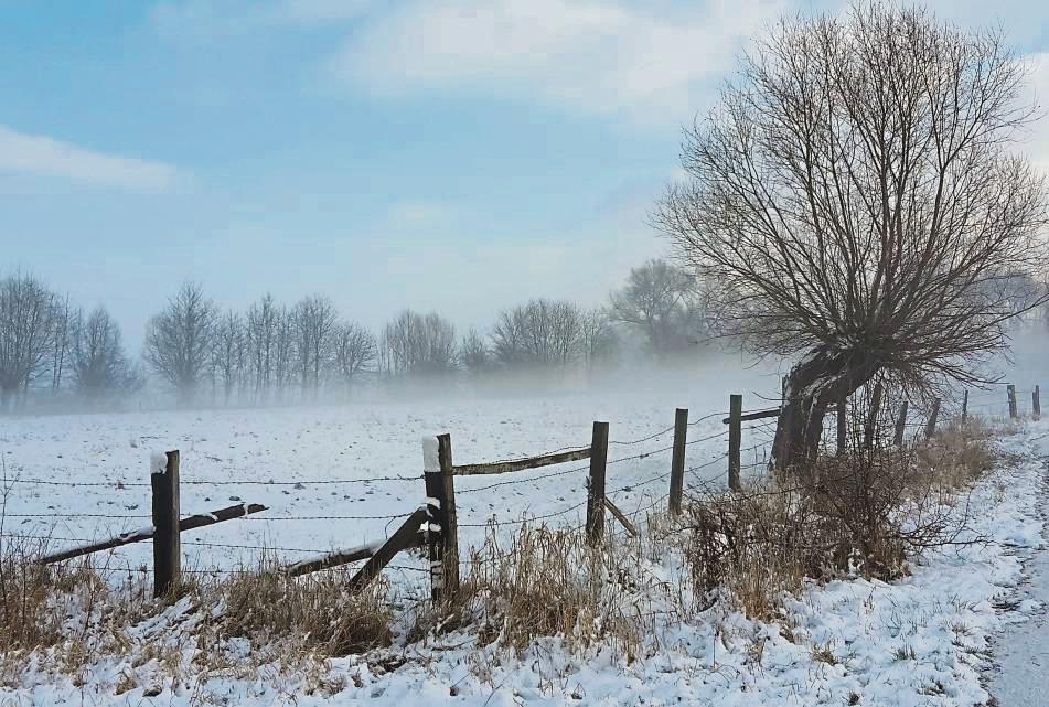 Kopfweiden schmücken zwar die Landschaft, sind aber auch sehr pflegeintensiv. Das macht im Muckenbruch in Bad Westernkotten Probleme. Archivfoto: Schmidt