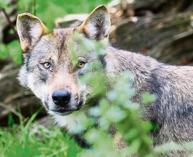 Der Europarat hat jetzt den Schutz des Wolfs abgeschwächt. Der CDU-Bundestagsabgeordnete Hans-Jürgen Thies sieht darin einen Meilenstein für Weidetierhalter. Foto: dpa