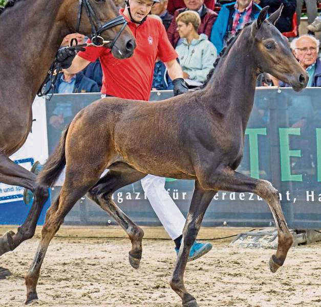 Fohlen erzielt Rekordpreis: Viva Love aus dem Stall des Lippetalers Frank Dahlhoff wurde für 250 000 Euro versteigert.