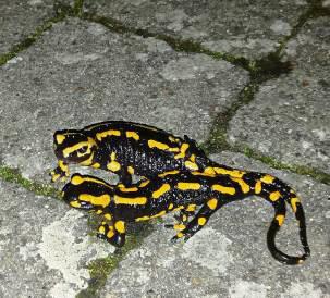Georg Ruppertz hat Salamander vor die Linse gekriegt.