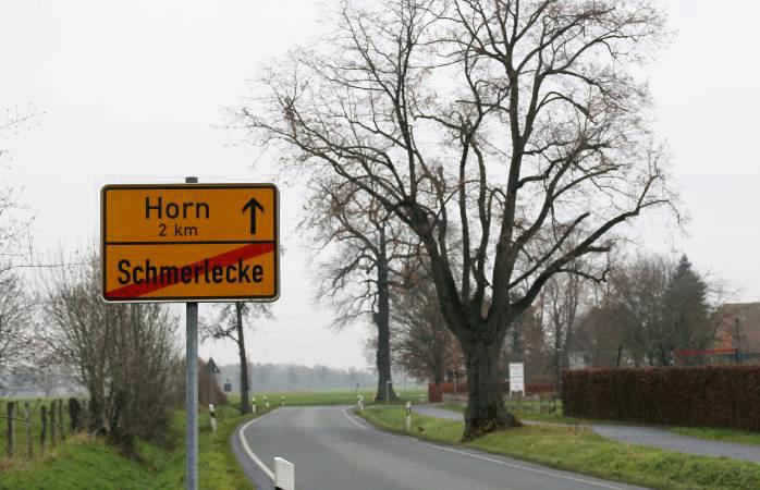Die beiden Bäume an der L808 müssen gefällt werden. Foto: Puls