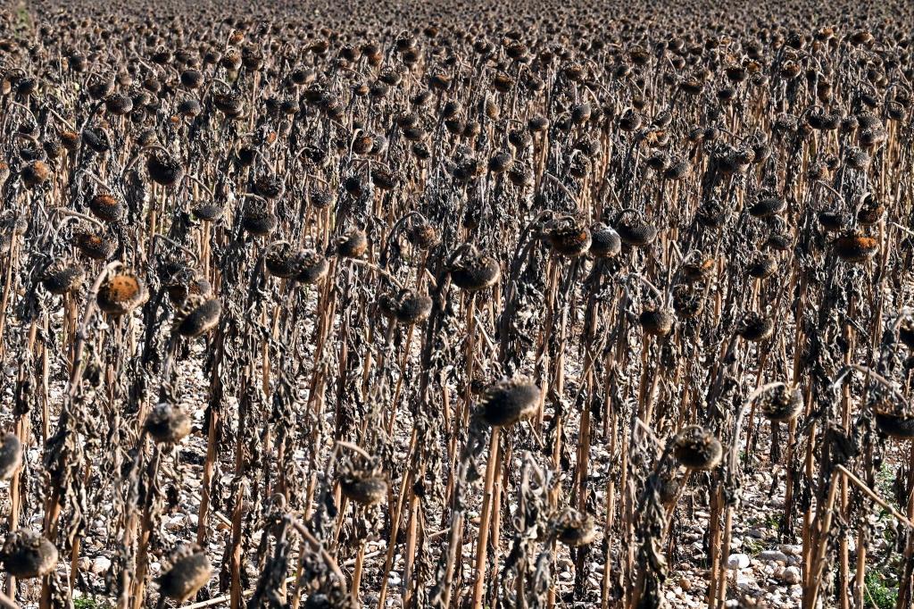 Seit Beginn der Wetteraufzeichnungen 1959 hat es in Frankreich im Winter noch nie so langanhaltend keinen Regen gegeben. - Foto: Olivier Chassignole/AFP/dpa