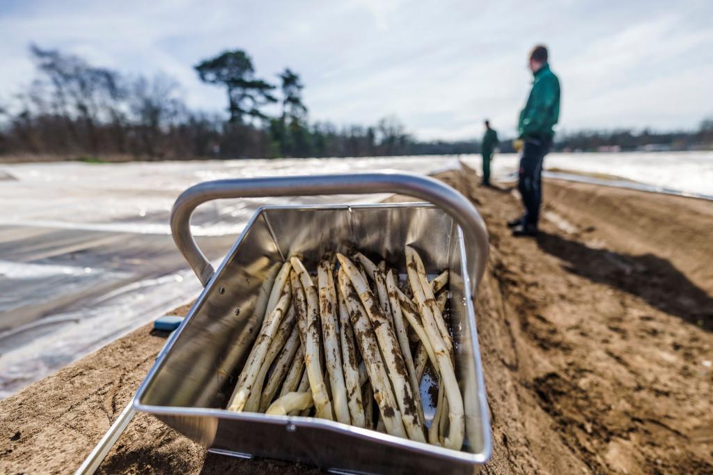 Frisch gestochener Spargel: Vor Ostern werden erste Mengen regionalen Spargels im Verkauf erwartet. - Foto: Andreas Arnold/dpa