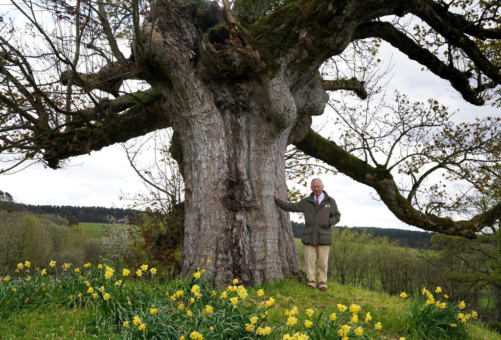 König Charles III. bedankt sich für die Beteiligung an der Initiative namens «Queen's Green Canopy» (QGC). - Foto: Andrew Milligan/PA Wire/dpa