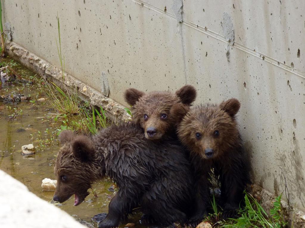 Die drei kleinen Bären vor ihrer Rettung aus dem Kanal. - Foto: -/Arcturos/dpa
