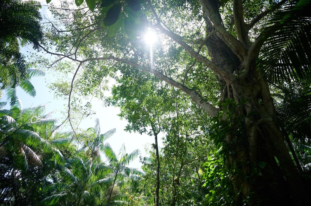 Die Sonne scheint durch das Blätterdach des Regenwalds nahe der nordbrasilianischen Stadt Belem. - Foto: Annette Riedl/dpa
