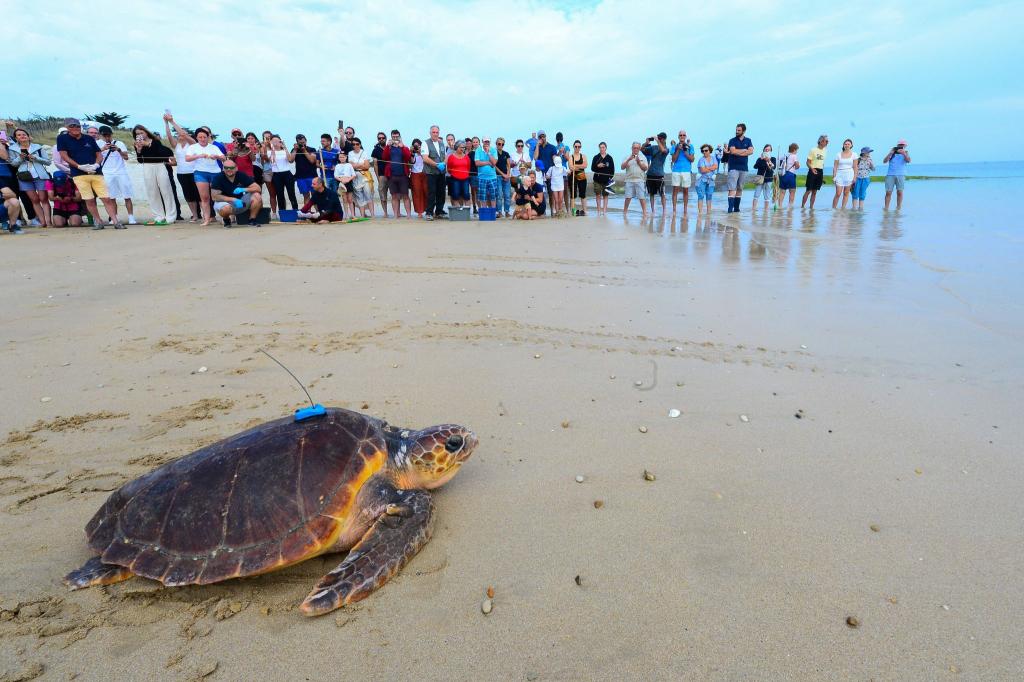 UNter den Augen zahlreicher Schaulustiger krabbelt «Nazare», die Größte von 17 Schildkröten, die im Schildkrötenpflegezentrum des Aquariums von La Rochelle in Südwestfrankreich gepflegt wurden, zum Wasser. - Foto: Mehdi Fedouach/AFP/dpa