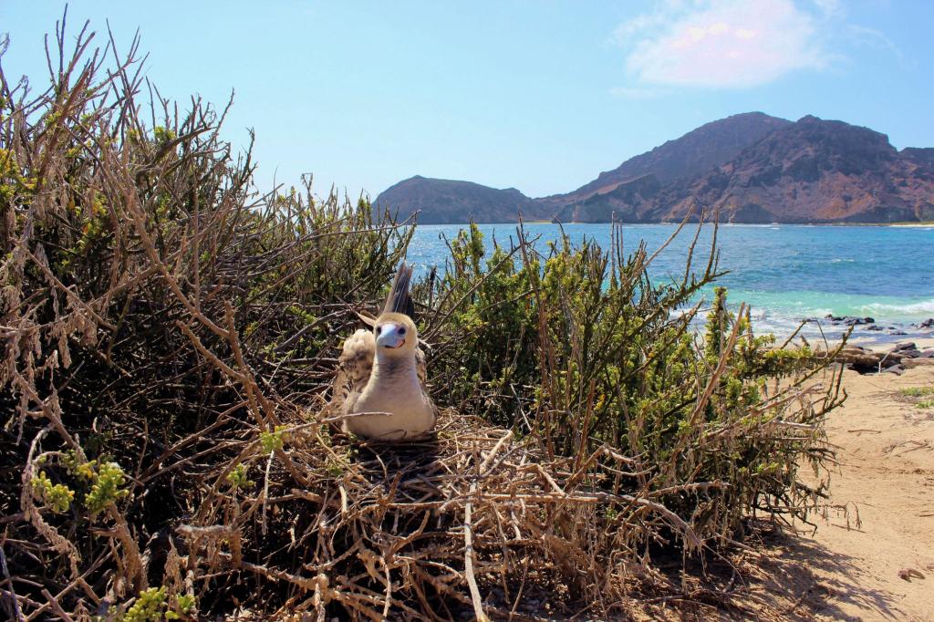 Auf den Galápagos-Inseln leben nach Behördenangaben 78 endemische Vogelarten. - Foto: ---/Galapagos-Nationalpark /dpa