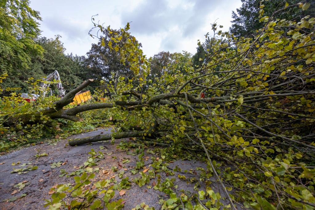 Arbeiter zerlegen den Baum, der aus bisher ungeklärter Ursache umgestürzt ist. - Foto: Heiko Becker/dpa