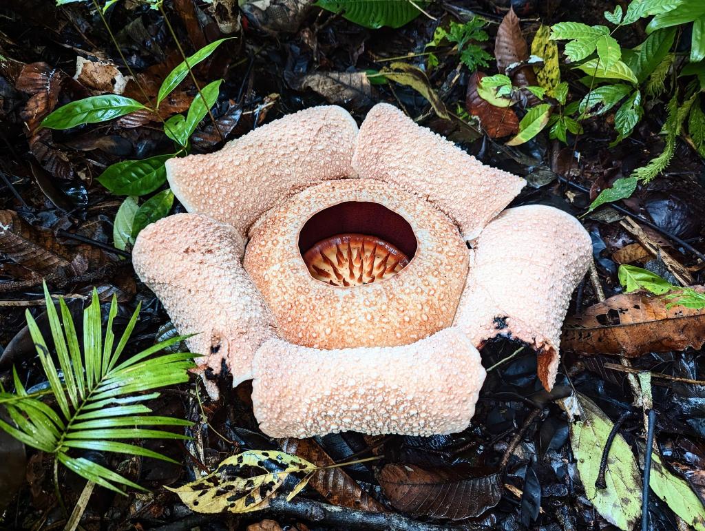 Rafflesien sind sogenannte Schmarotzergewächse. - Foto: Chris Thorogood/dpa