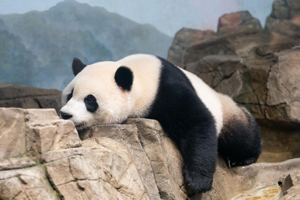 Panda Xiao Qi entspannt im Smithsonian's National Zoo in Washington. Ende des Jahres kehrt er in seine Heimat nach China zurück. - Foto: Liu Jie/XinHua/dpa