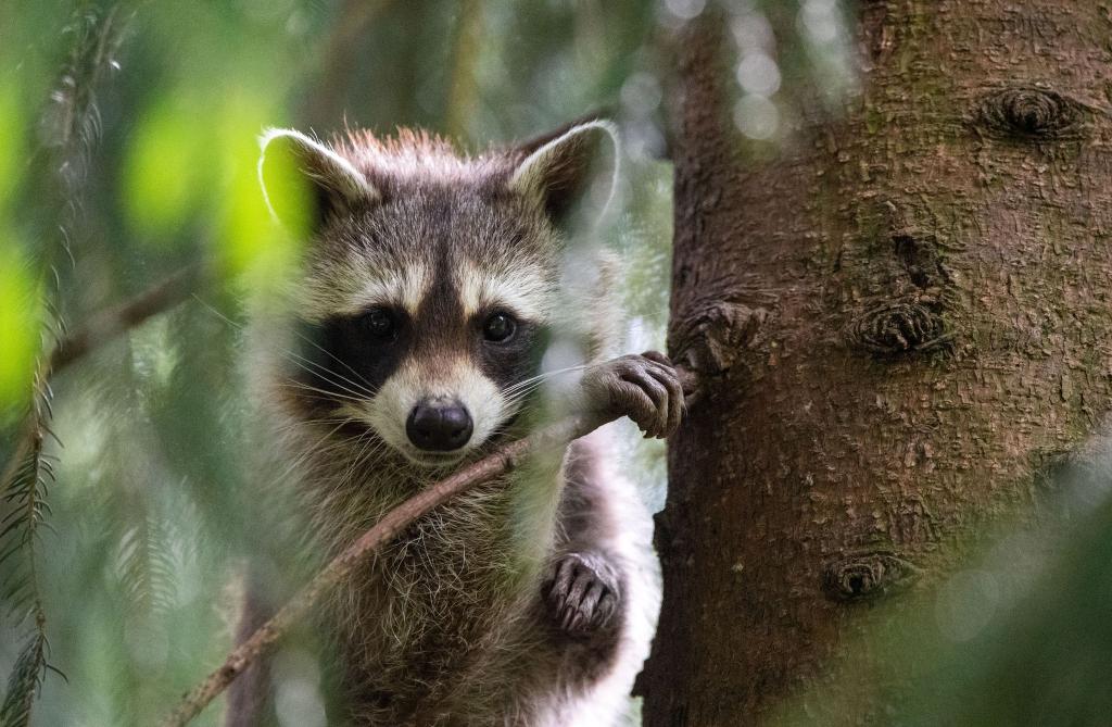 Ein Waschbär hatte sich in Schleswig-Holstein auf Bahngleise verirrt. (Archiv) - Foto: Lino Mirgeler/dpa