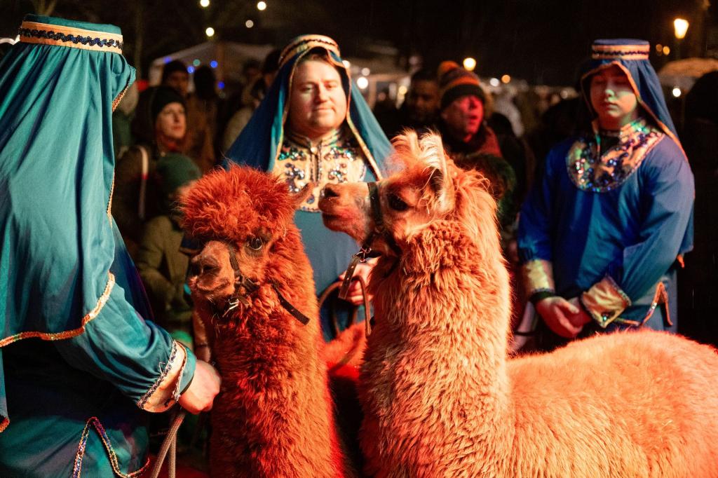 Flauschige Weihnachtsboten: Auf dem Alt-Rixdorfer Weihnachtsmarkt in Berlin sorgen Alpakas für festliche Stimmung. - Foto: Christophe Gateau/dpa