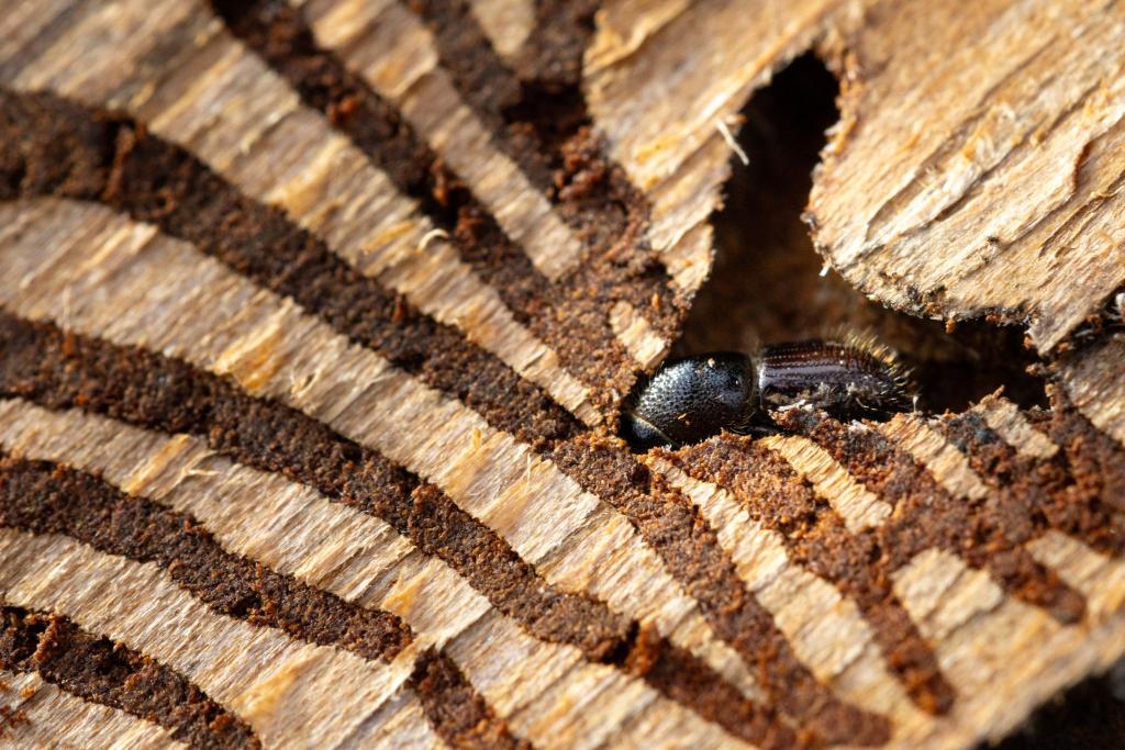 Fast schon kunstvoll frisst sich ein Borkenkäfer durch eine befallenen Fichte in Thüringen. Neben den Käfern leiden die Wälder dort vor allem unter Trockenheit. - Foto: Michael Reichel/dpa
