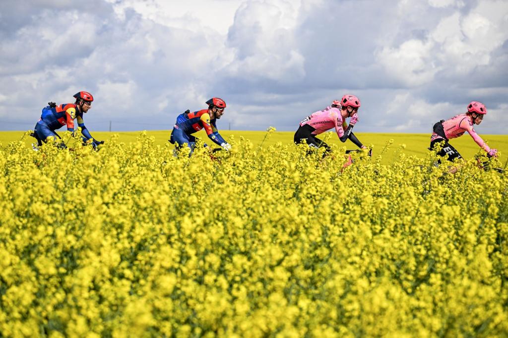 Fahrt im Frühlingswind: Durch blühende Rapsfelder führt das Eintagsrennen Flèche Wallonne der UCI Worldtour in Belgien. - Foto: Jasper Jacobs/Belga/dpa