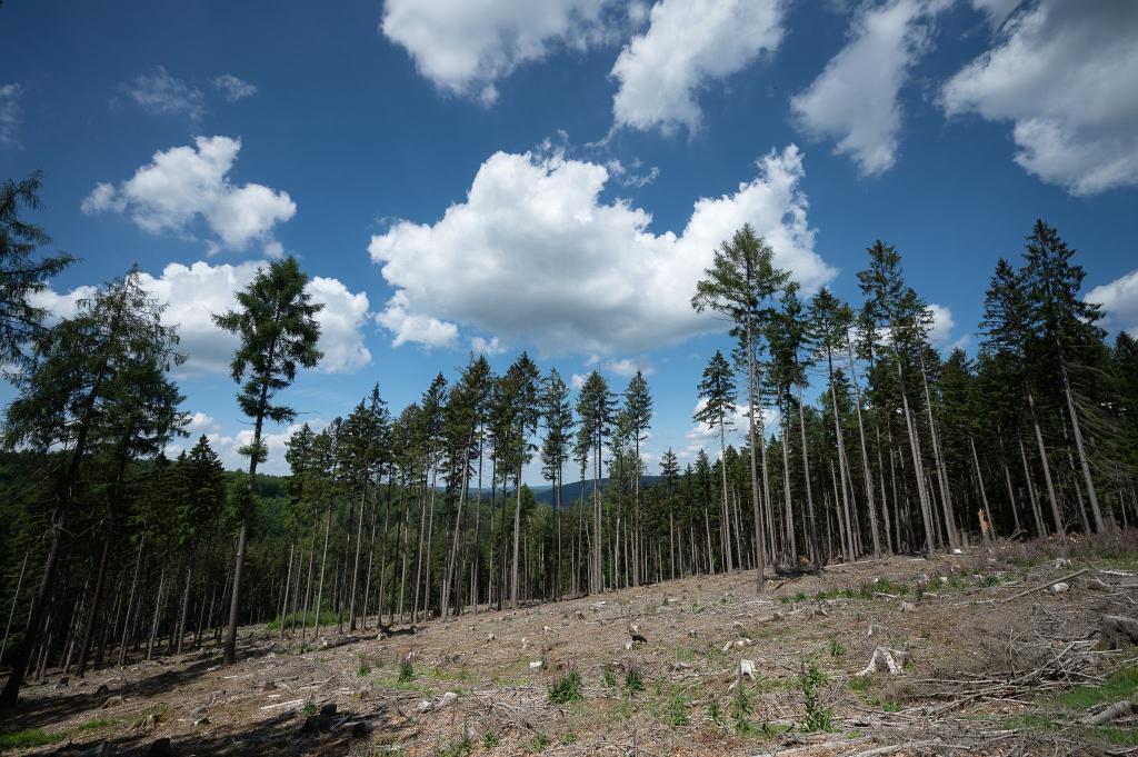 Trockene Bäume liegen in einer kahlen Stelle im Wald. Die Weltwirtschaft droht einer Studie zufolge durch Klimafolgen stark zu schrumpfen. - Foto: Sebastian Gollnow/dpa