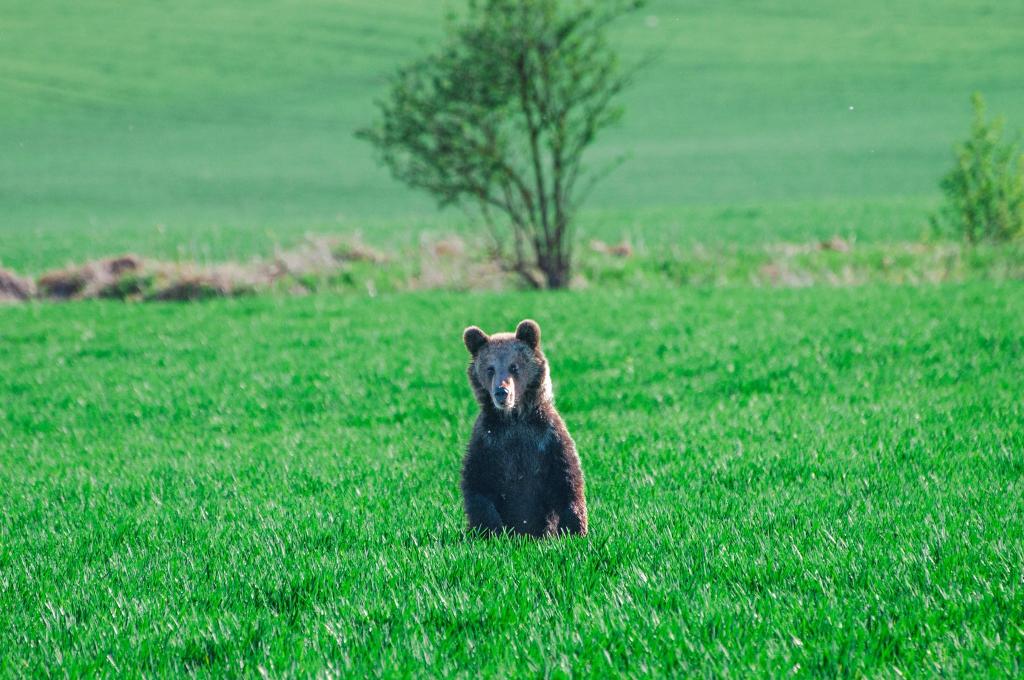 In den vergangenen Wochen wurden in der Slowakei mehrere Menschen bei unfreiwilligen Begegnungen mit Braunbären verletzt. - Foto: Jaroslav Slastan/Staatlicher Naturschutz der Slowakei/dpa