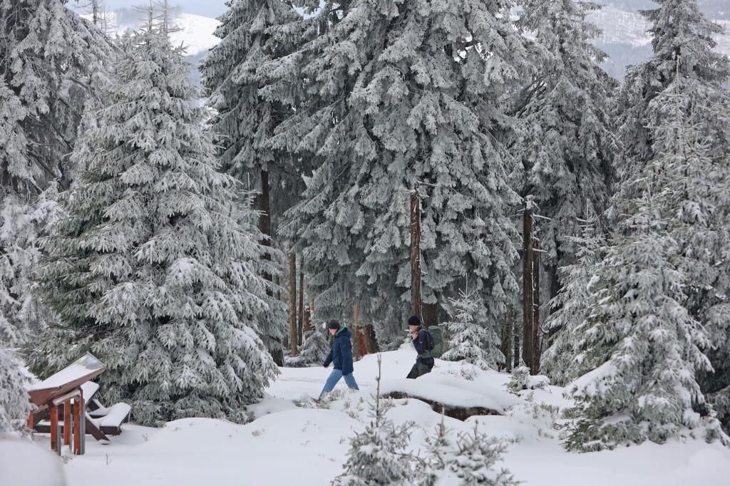Die Fichten auf dem Brocken sind schneebedeckt: Eine Kaltwetterfront hat Teile des Harzgebirges überraschend in ein Winterwunderland verwandelt. - Foto: Matthias Bein/dpa