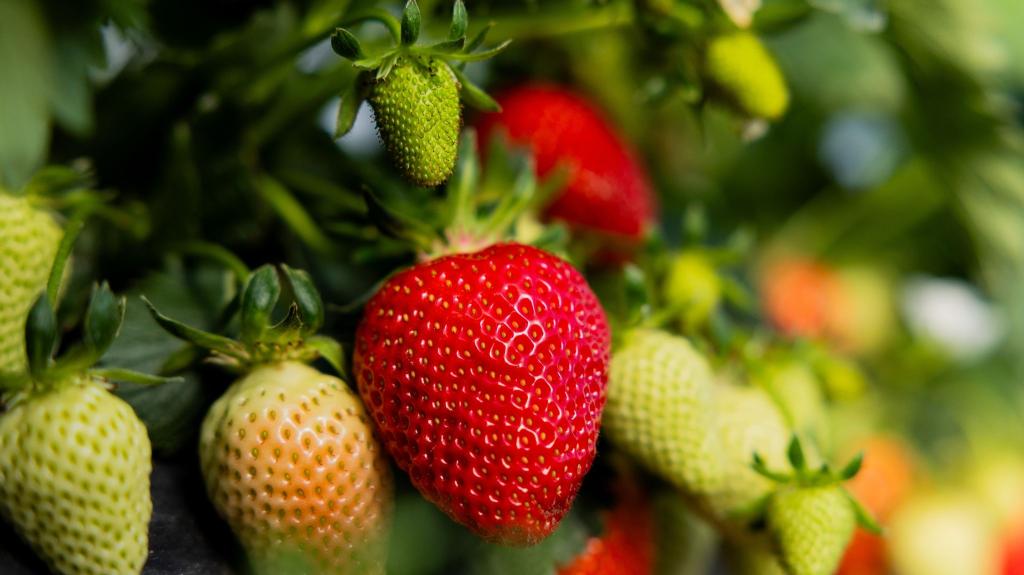 Reife und unreife Erdbeeren hängen an einer Pflanze auf einem Feld des Betriebs von Obstbau Häger im nordrhein-westfälischen Wachtberg. - Foto: Rolf Vennenbernd/dpa