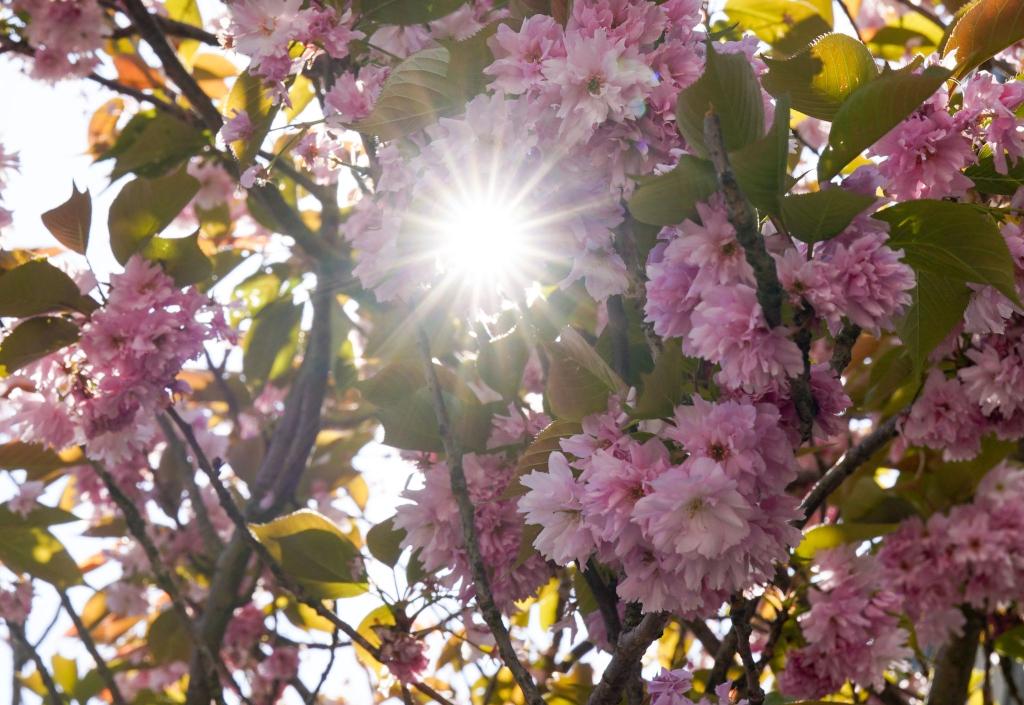 Die Sonne scheint zwischen den Blüten einer japanischen Zierkirsche in Hamburg hindurch. - Foto: Marcus Brandt/dpa