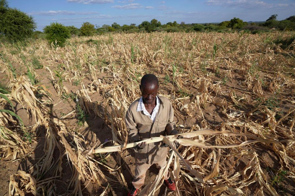 James Tshuma, ein Bauer im Südwesten Simbabwes, im März 2023 inmitten seines ausgetrockneten Feldes. - Foto: Tsvangirayi Mukwazhi/AP/dpa