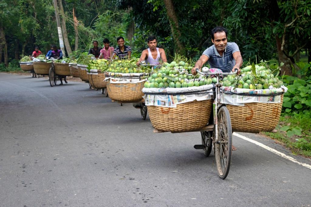 Markttag in Bangladesch: Bauern transportieren mit Fahrrädern unzählige Früchte durch einen Wald, um sie auf dem größten Mangomarkt in der Region Chapainawabganj zu verkaufen. - Foto: Joy Saha/ZUMA Press Wire/dpa