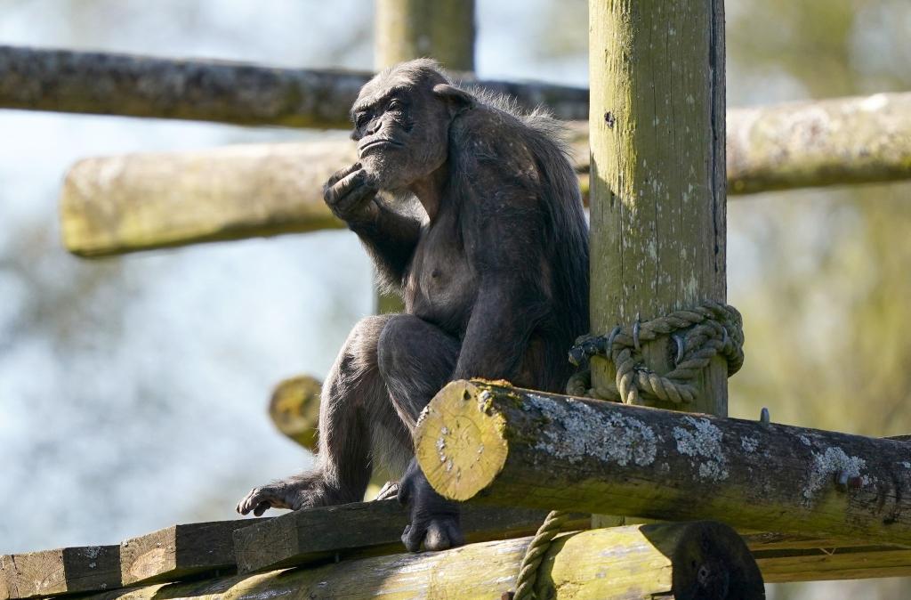 Noch skeptisch begutachtet der Schimpanse Peter sein neues Zuhause im Blair Drummond Safari and Adventure Park in Großbritannien. Peter verbrachte zuvor 31 Jahre im Twycross Zoo, wo er geboren wurde. - Foto: Andrew Milligan/PA Wire/dpa