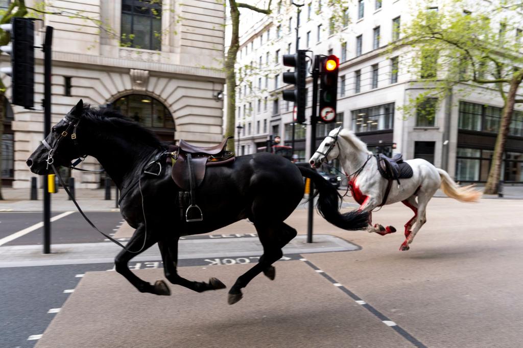 Zwei ausgebrochene Pferde galoppieren durch die Straßen Londons. Bei einer Routineübung im Stadtteil Belgravia rissen sich mehrere Militärpferde los und rannten anschließend durch die Innenstadt. - Foto: Jordan Pettitt/PA via AP/dpa