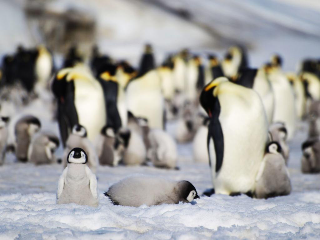 Junge und ausgewachsene Kaiserpinguine einer Kolonie in der Antarktis. - Foto: Bas/PA Media/dpa