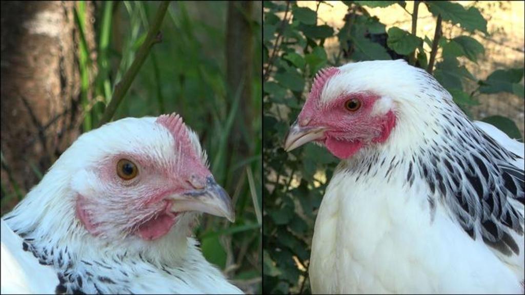Die linke Henne ist den Angaben zufolge im Ruhezustand und daher ist ihr Gesicht nur leicht rot gefärbt. Rechts sieht man ein stark errötetes Gesicht, nachdem das Huhn eine negative Erfahrung gemacht hat. - Foto: INRAE - Bertin and Arnould/EurekAlert/dpa
