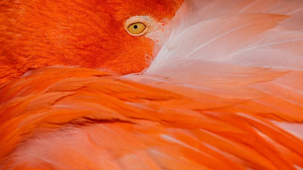 Ein Flamingo hockt in der Sonne im Kölner Zoo. - Foto: Rolf Vennenbernd/dpa