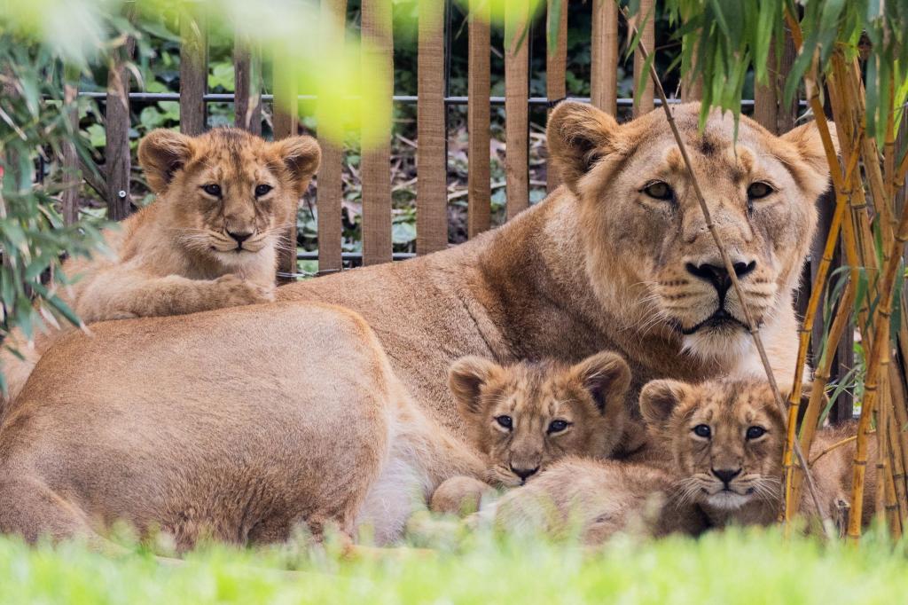 Die drei Ende Januar im Kölner Zoo geborenen Asiatischen Löwenjungen dürfen erstmals mit ihrer Mutter «Gina» auf die Außenanlage. Der Wurf ist die erste Löwengeburt im Kölner Zoo seit 20 Jahren. - Foto: Rolf Vennenbernd/dpa