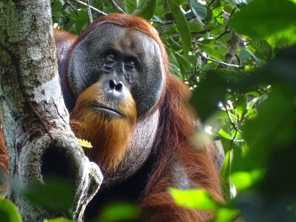 Der männliche Sumatra-Orang-Utan namens Rakus im Urwald von Suaq Balimbing hat sich selbst geheilt. Zwei Monate nach der Selbstbehandlung war die Wunde kaum noch sichtbar. - Foto: Safruddin/Max-Planck-Institut für Tierverhalten/SUAQ foundation/dpa