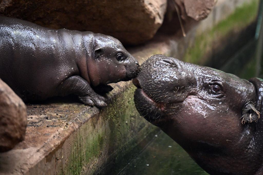 Anfang April wurde es geboren und nun der Öffentlichkeit vorgestellt: Das Hippo-Jungtier Mufaro gemeinsam mit Mutter Ayoka in ihrem Gehege im Duisburger Zoo. - Foto: Federico Gambarini/dpa