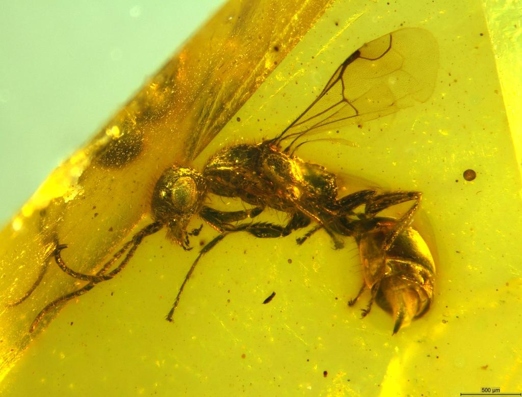 Insektenforscher haben eine bislang unbekannte Wespenart in einem 100 Millionen Jahre altem Bernstein entdeckt. - Foto: Brazidec et al. 2024 Insects, 15/Übersee-Museum/dpa