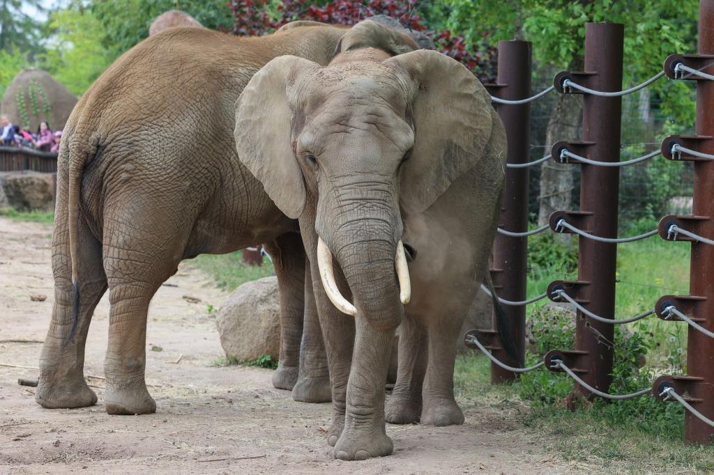 Aller Anfang ist schwer: Die Elefantendame Sweni gewöhnt sich an das Freigehege im Magdeburger Zoo. Erst vergangene Woche ist das 30-jährige Tier von Wuppertal nach Sachsen-Anhalt gezogen. - Foto: Peter Gercke/dpa-Zentralbild/dpa