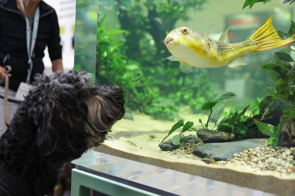 Tierische Begegnung: Ein Hund beobachtet auf der Interzoo einen Fisch in einem Aquarium. Die Weltleitmesse der Heimtierbranche findet vom 7. bis zum 10. Mai in Nürnberg statt. - Foto: Daniel Löb/dpa