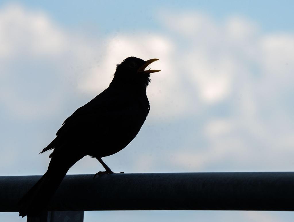 Wer bei der «Stunde der Gartenvögel» mitmachen möchte, beobachtet eine Stunde lang die Vögel im Garten, am Balkon, vor dem Fenster oder im Park. - Foto: Frank Rumpenhorst/dpa