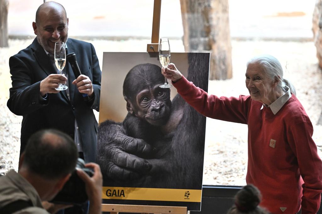 Die Biologin und Naturschützerin Jane Goodall (r) erhebt ein Glas bei der feierlichen Taufe eines Flachlandgorilla, der am 12. April 2024 in Prag geboren wurde. - Foto: Øíhová Michaela/CTK/dpa