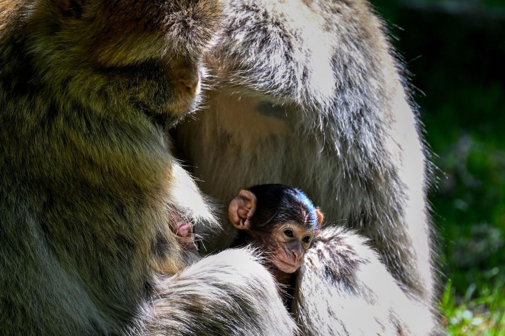 Frisch geschlüpft: Ein wenige Tage altes Berberaffenbaby sitzt auf dem Affenberg bei Salem im Schoß seiner Mutter. In Deutschlands größtem Affenfreigehege werden in diesem Jahr noch ein Dutzend weiterer Babys erwartet. - Foto: Felix Kästle/dpa
