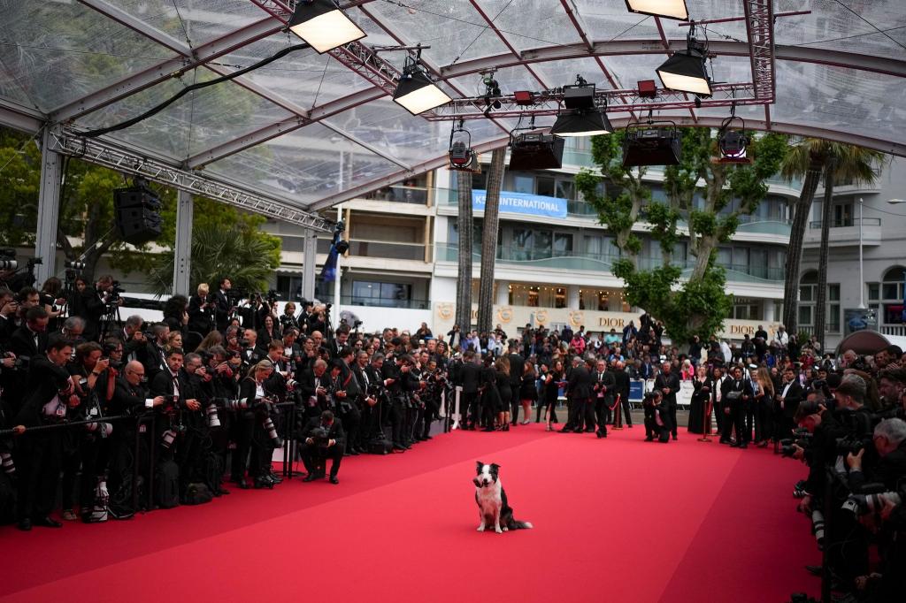 Der Hund Messi stiehlt mit seinem Eintreffen bei dem 77. Filmfestival von Cannes allen anderen Stars die Show. - Foto: Daniel Cole/Invision/AP/dpa